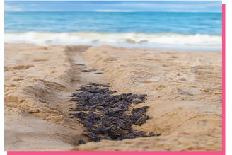 Nascimento das Tartarugas@0.5x